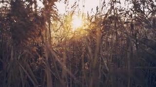 红桃免费视频官方网址-美食教程